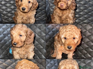 Cockapoo dogs for sale: 6 cockapoo F1 puppies seeking their forever homes - Advert 1