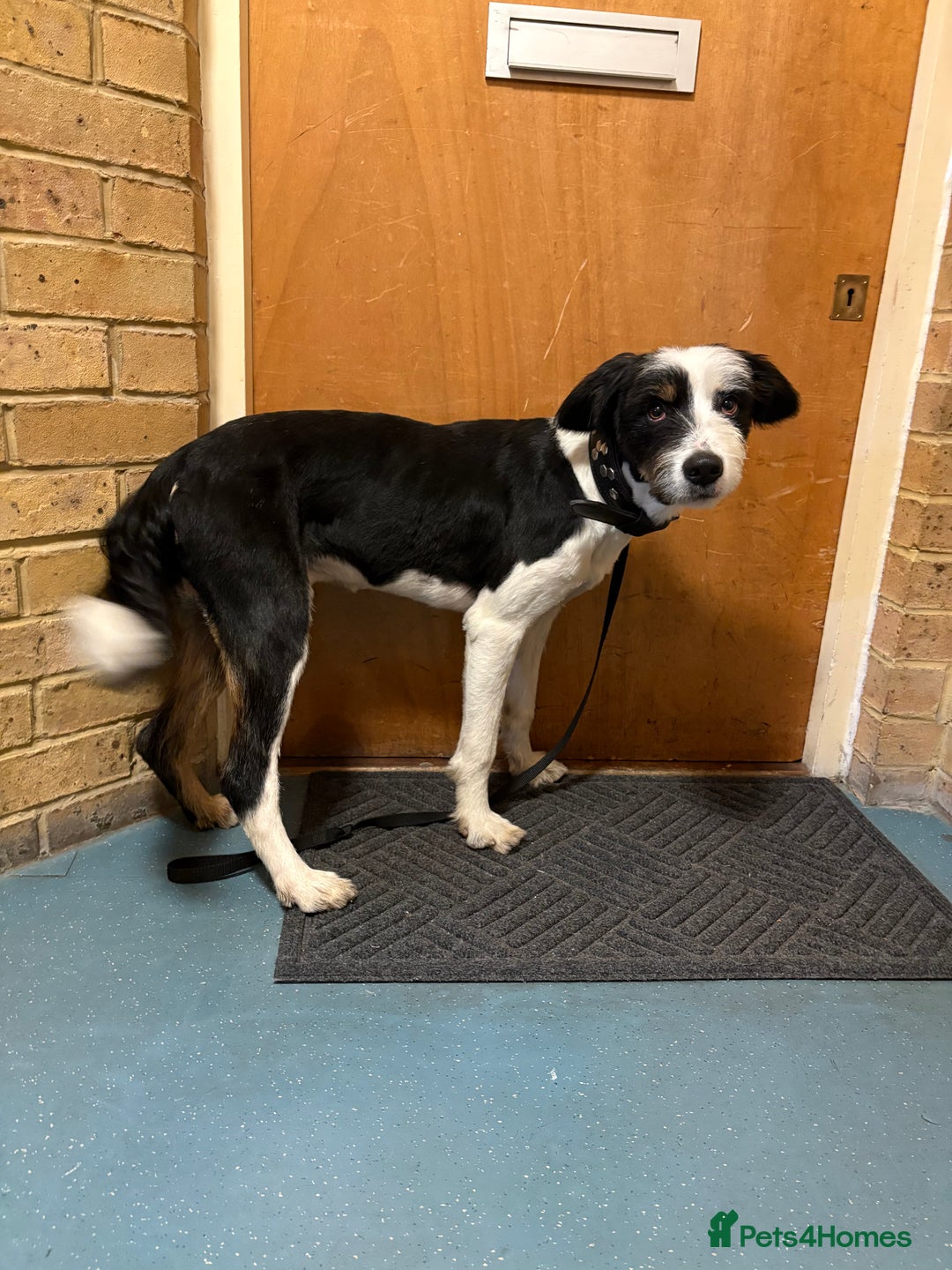 Mixed Breed dogs for stud: Border Collie × Bearded Collie Dog – 1 Year Old - Advert 5