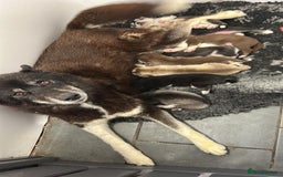 Siberian Husky dogs for sale: KC Lovingly Raised Siberian Husky Puppies - Image 9