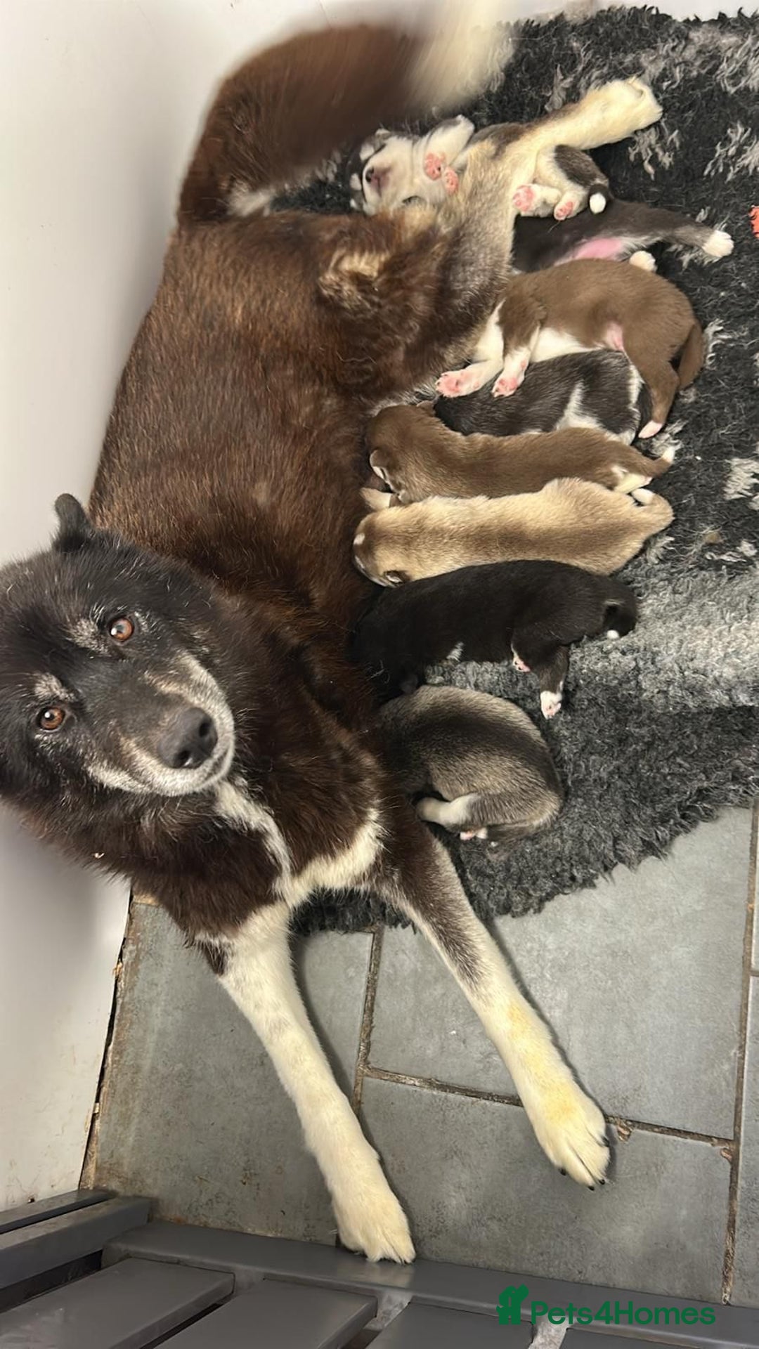 Siberian Husky dogs for sale: KC Lovingly Raised Siberian Husky Puppies - Image 9