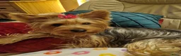 Yorkshire Terrier dogs for sale: Yorkshire Puppies for Sale - Advert 7