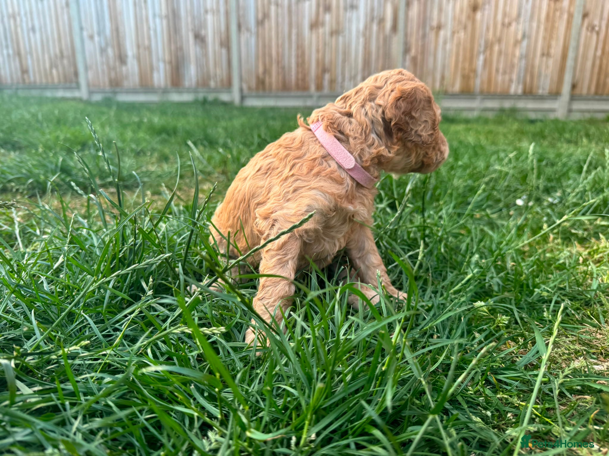 Goldendoodle dogs for sale: Stunning Goldendoodle Puppies in Herne Bay - Advert 9