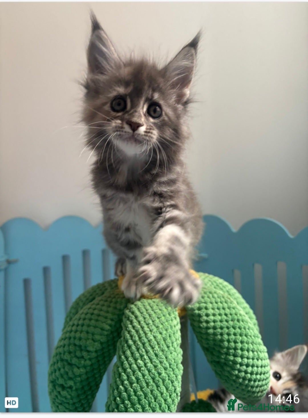 Maine Coon cats for sale: Tica registered kittens - Image 13