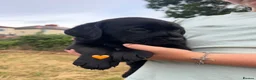 Labrador Retriever dogs for sale: KC Registered black Labrador puppies - Advert 6