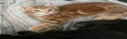 Mixed Breed cats for sale: Two Male Kittens - Advert 3