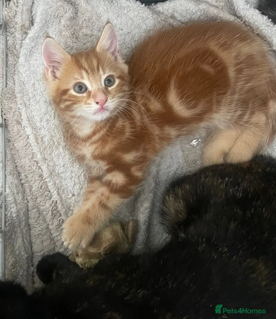 Mixed Breed cats for sale: Two Male Kittens - Advert 3