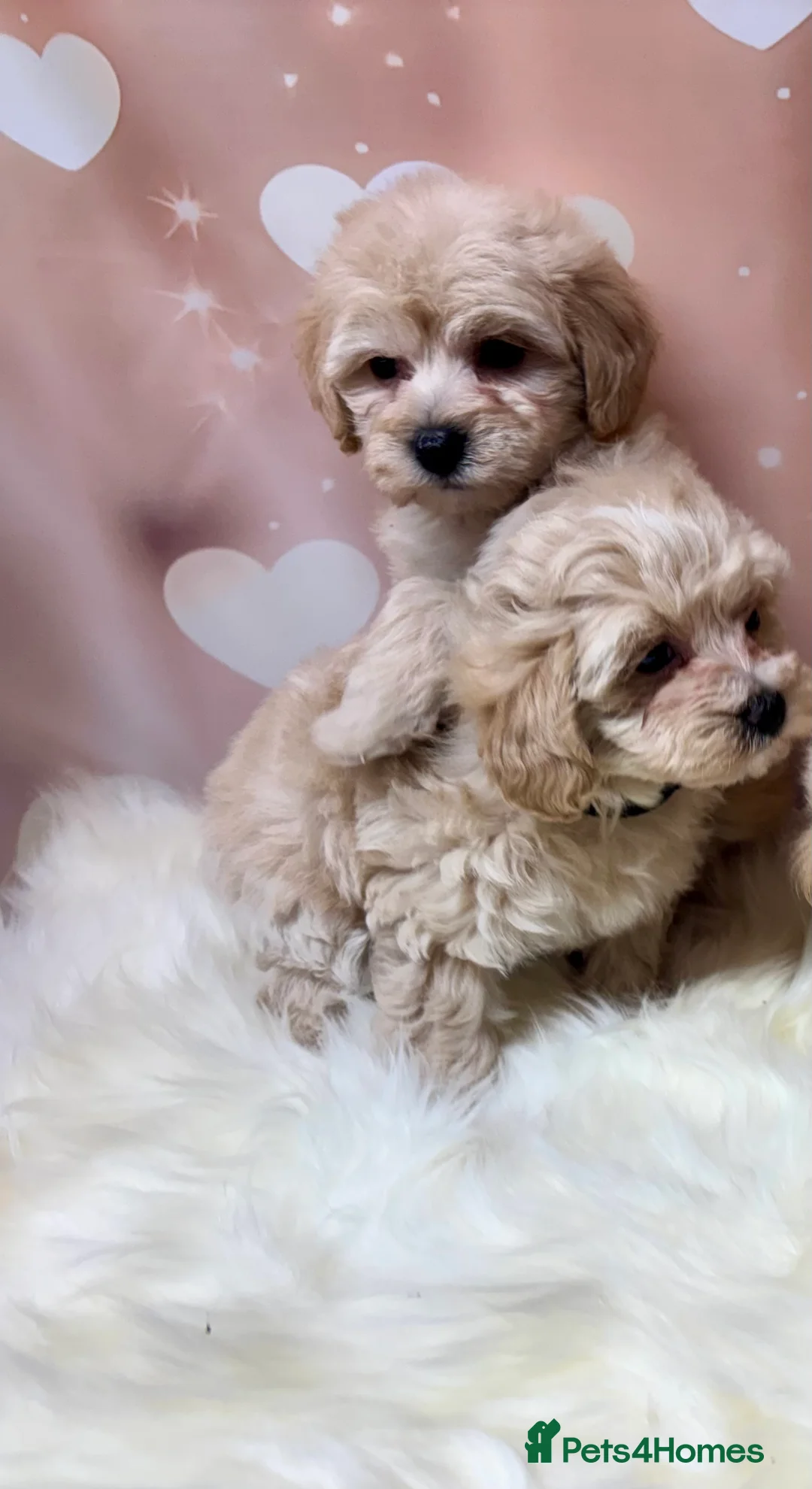 Maltipoo dogs for sale: Adorable Toy F1 DNA Tested Parents  - Advert 12