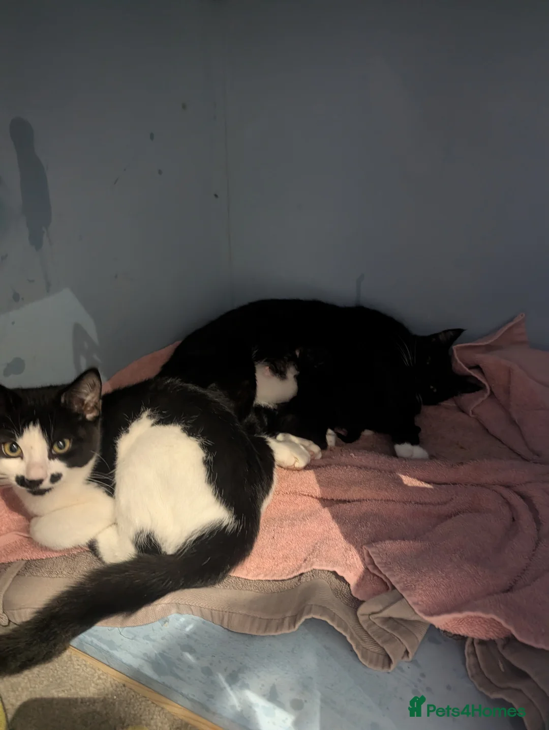 Domestic Shorthair cats for sale: Five kitten, 2 black, 3 tuxedo. Sexes not known - Advert 2