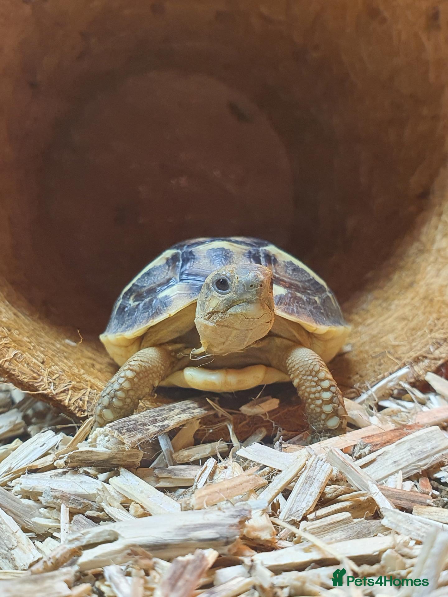 Tortoise reptiles Dwarf western hermann tortiose - Advert 1