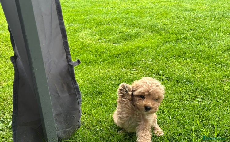 Cockapoo dogs - Advert 4