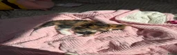 Mixed Breed cats for sale: Beautiful female kitten  - Advert 4