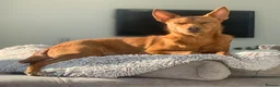 Mixed Breed dogs for adoption: Rusty - Foster or Forever home wanted! - Advert 12