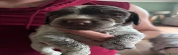 Cocker Spaniel dogs for sale: Beautiful Cocker Spaniel Puppies - Advert 2