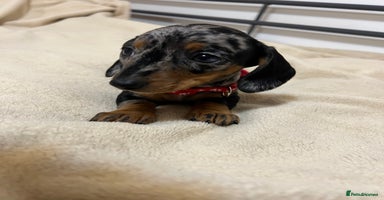 Miniature Dachshund dogs - Advert 8