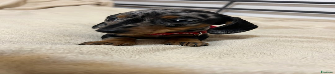 Miniature Dachshund Puppy 2