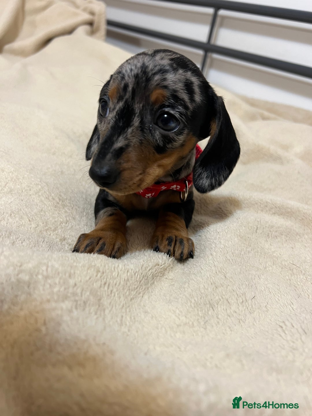 Miniature Dachshund dogs for sale: Miniature Dachshund KC last two girls  - Image 6
