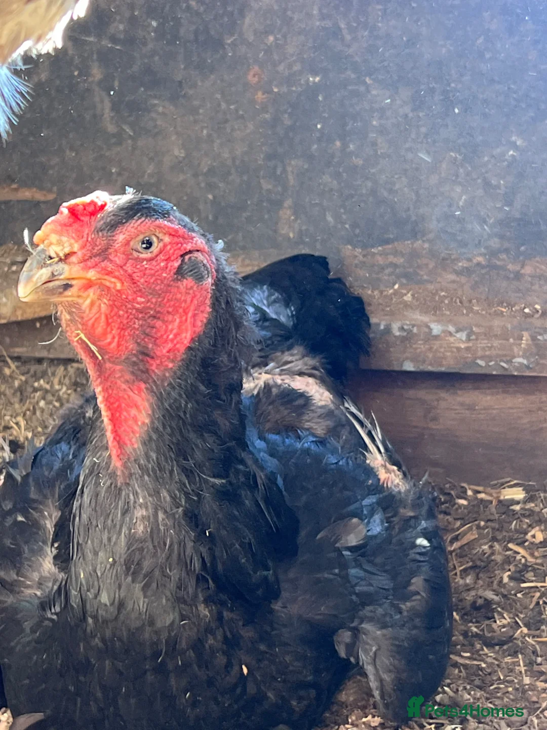 Chickens poultry for sale: German Shamo Hen - LARGE (Aseel)  - Advert 2