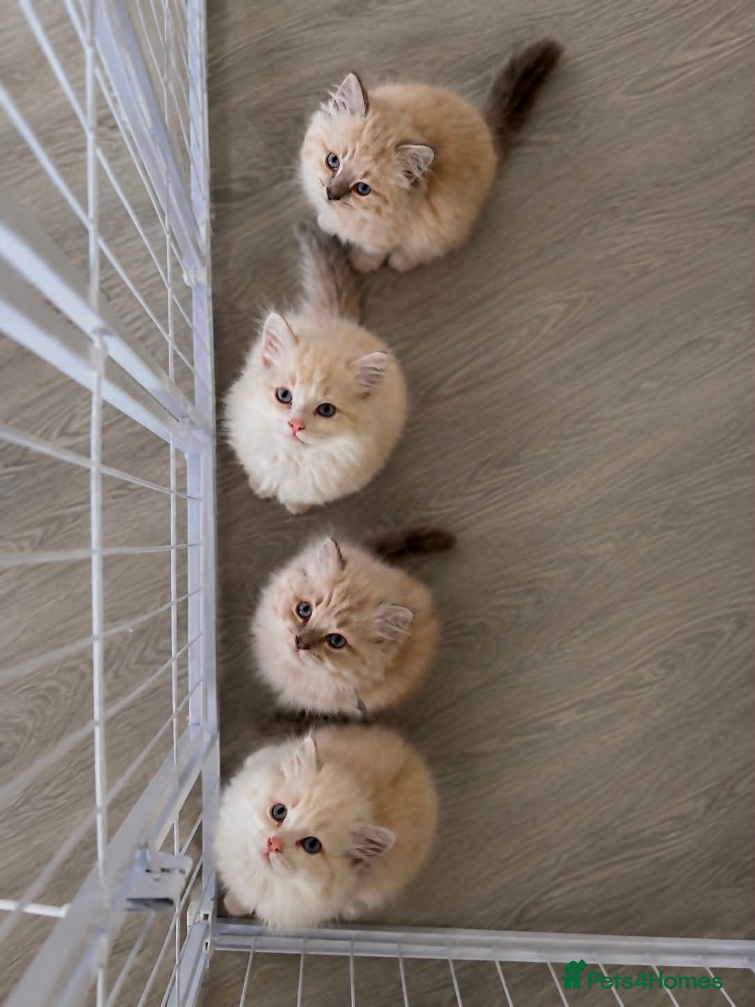 Ragdoll cats Ragdoll breed kittens 💙 - Advert 6