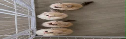 Ragdoll cats for sale: Ragdoll breed kittens 💙 - Advert 6