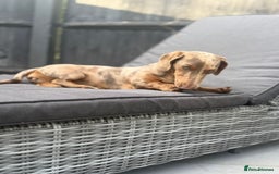 Miniature Dachshund dogs for sale: Olive  - Advert 5