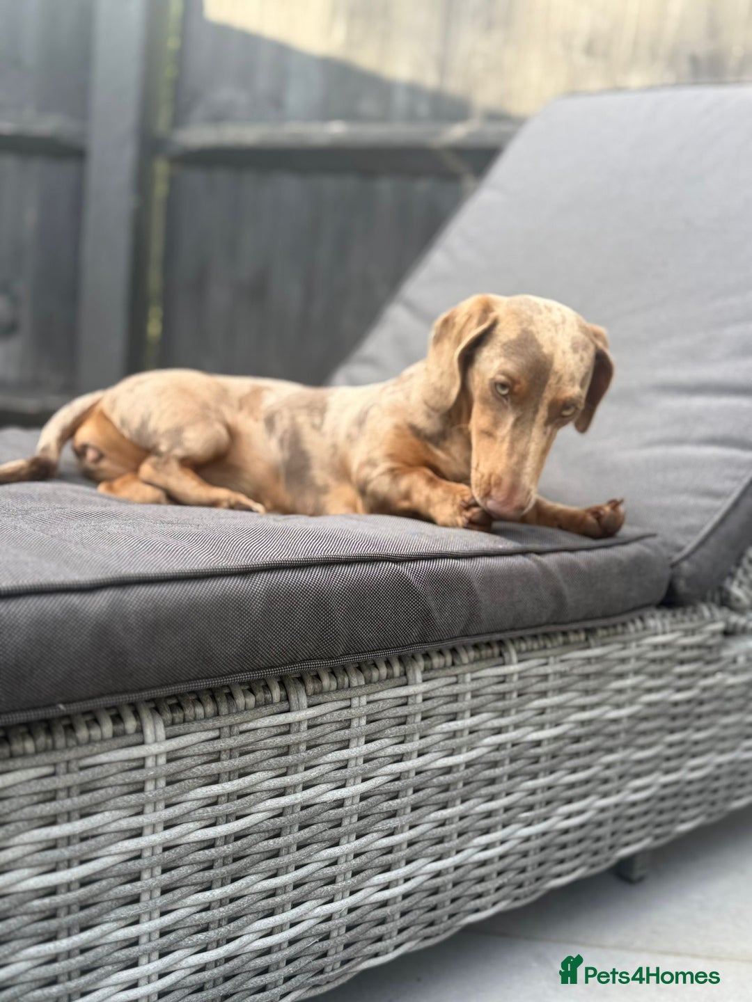 Miniature Dachshund dogs for sale: Olive  - Advert 5