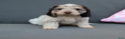 Cockapoo dogs for sale: Stunning Cockapoo Puppies - Advert 5