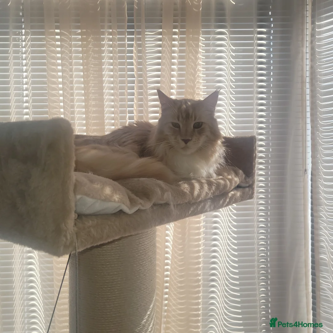Maine Coon cats for sale: Seeking a loving forever home - Advert 11