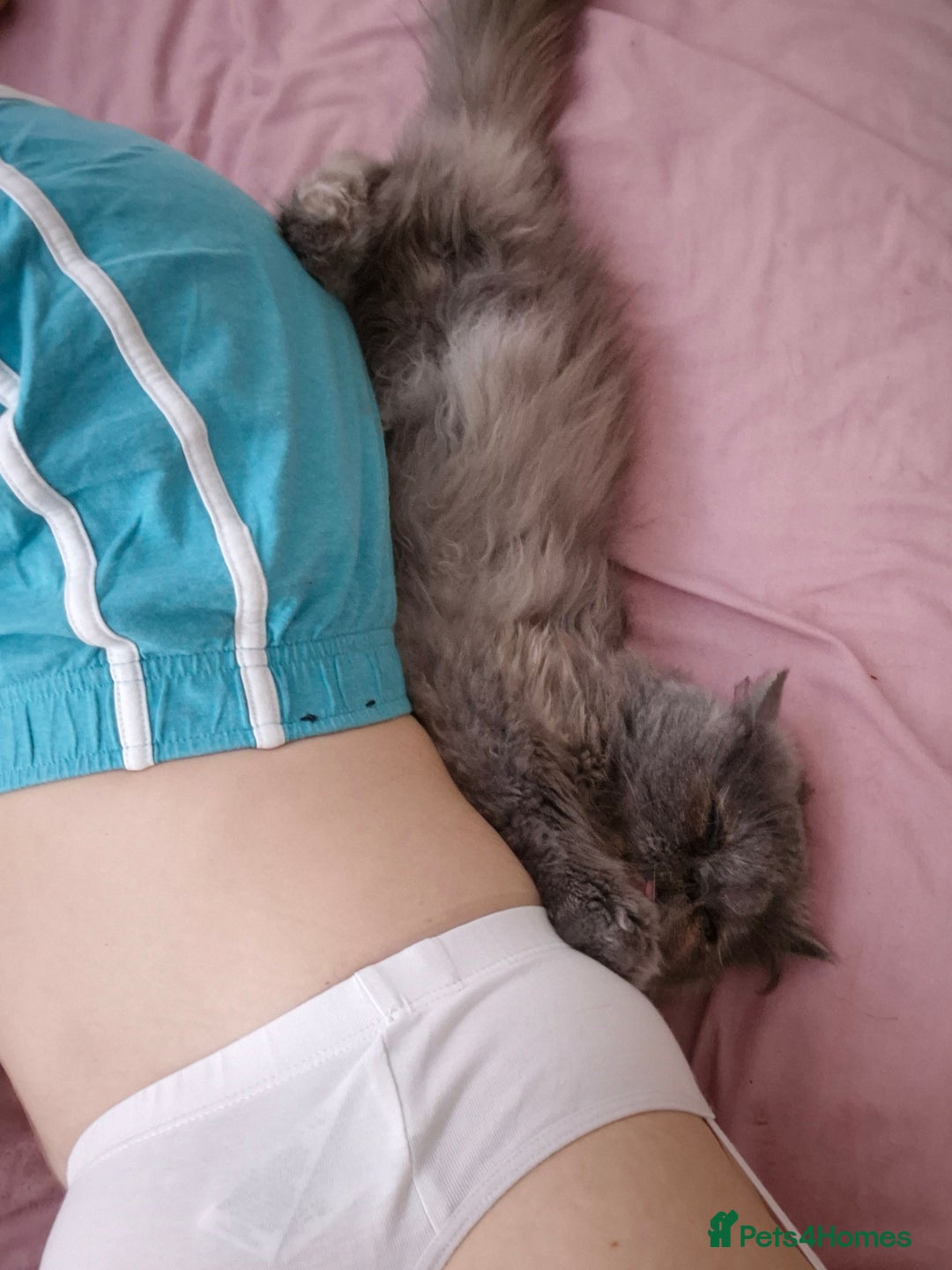 Persian cats for sale: Blue/cream persian kitten / cat 1 year - Image 4