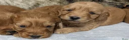 Cockapoo dogs for sale: Stunning DNA clear F1 Cockapoo puppies  - Advert 2