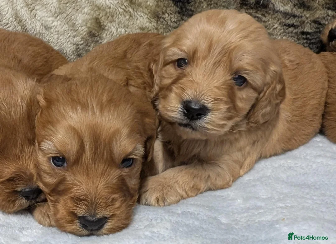 Cockapoo dogs for sale: Stunning DNA clear F1 Cockapoo puppies  - Advert 2