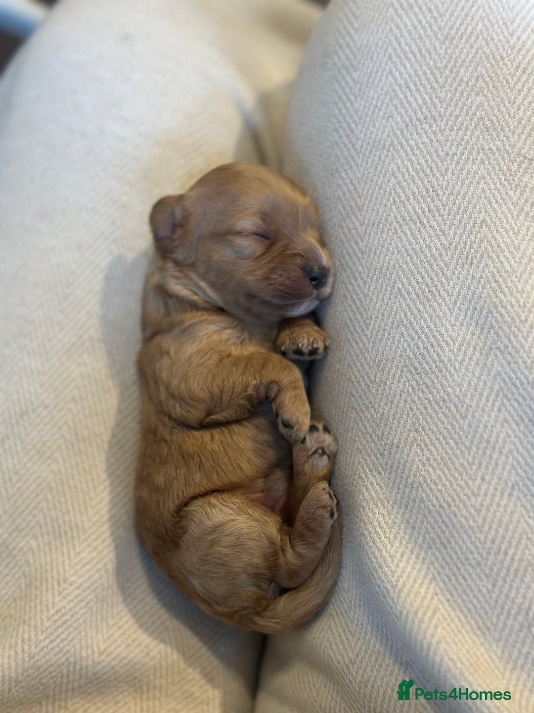 Cavapoo dogs for sale: 🐶 Beautiful Red Cavapoo Puppies – Ready November  - Image 11