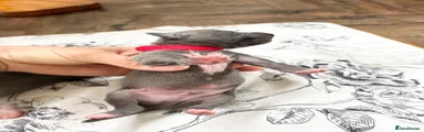 Italian Greyhound Male Red collar 