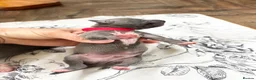 Italian Greyhound dogs for sale: Outstanding KC reg Italian greyhound puppies  - Advert 14