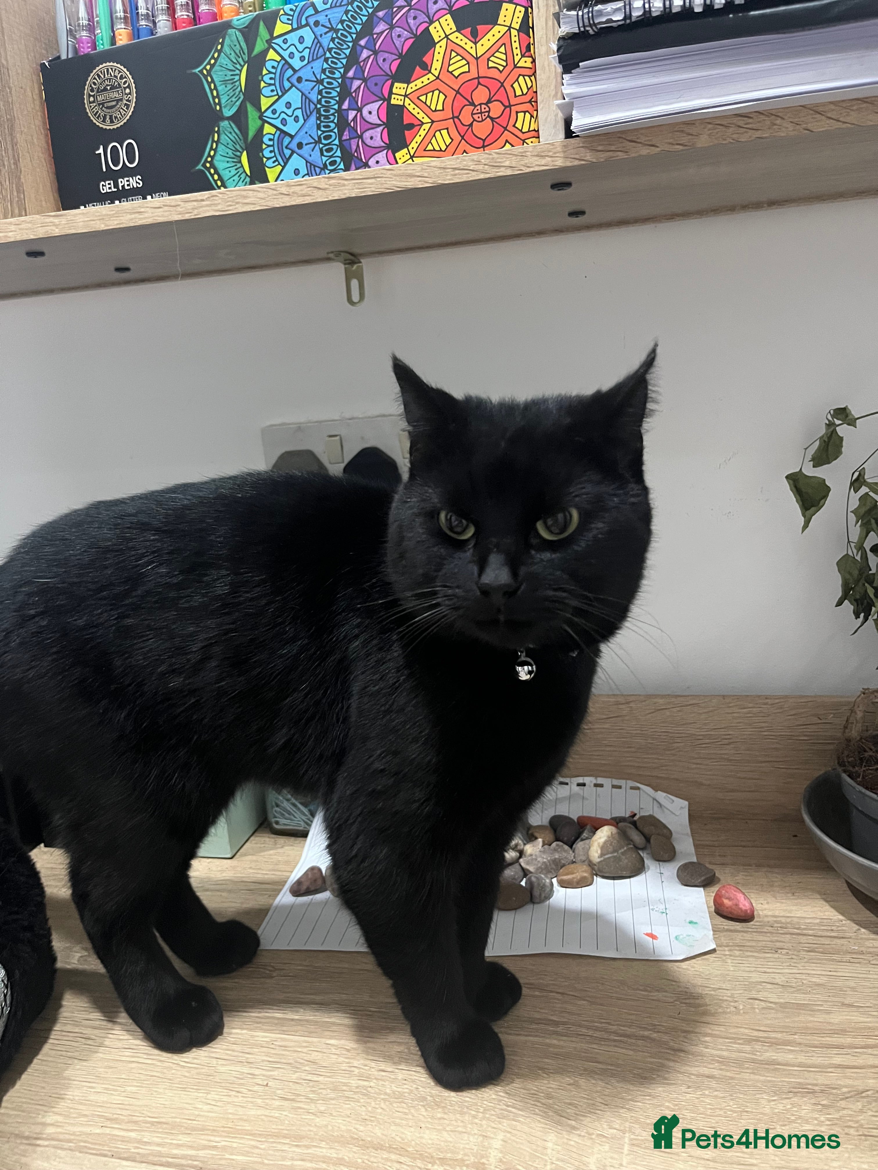 Domestic Shorthair cats Urgent sale - Advert 1
