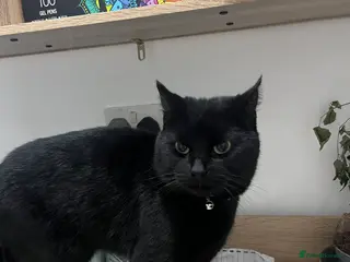 Domestic Shorthair cats Urgent sale - Advert 1