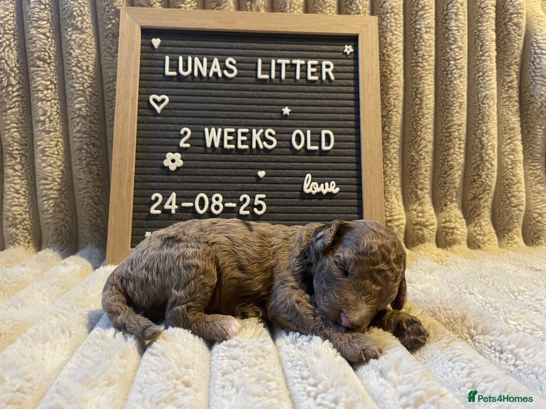 Cockapoo dogs for sale: F1bb Cockapoo puppies - Image 17