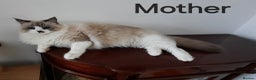 Siberian cats for sale: Kitten Siberian Neva Masquerade - Advert 4