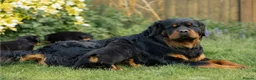 Rottweiler dogs for sale: Long Haired Fluffy Rottie Pups. Full Health Tested - Advert 11