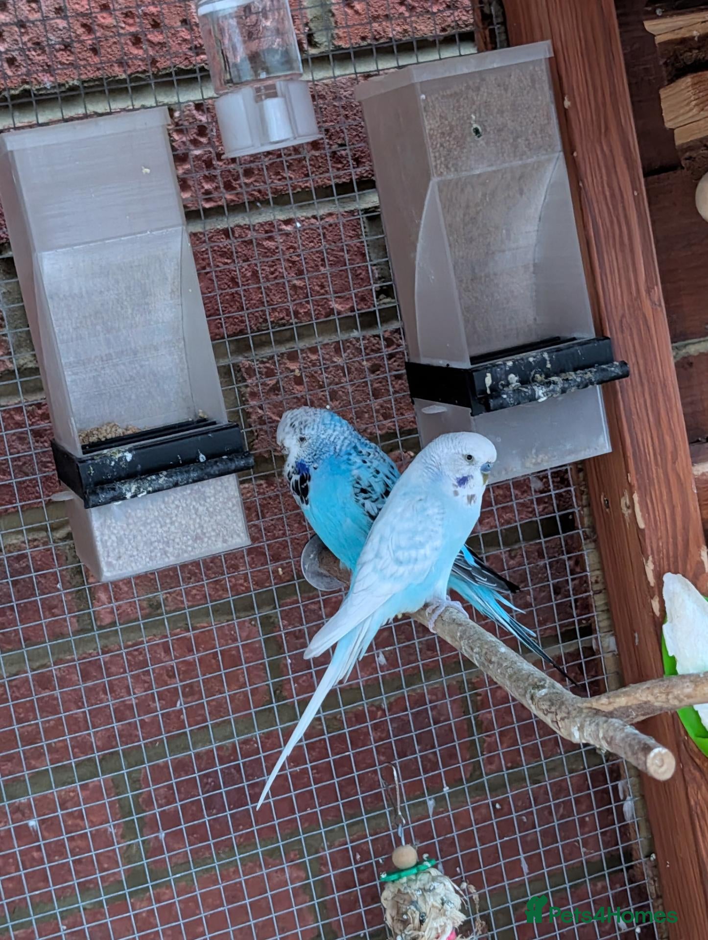 Budgerigars birds 2 budgies for sale - Advert 3