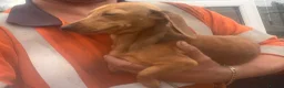 Miniature Dachshund dogs for sale: Miniature dachshund red dapple  - Advert 3