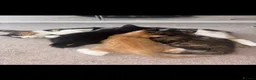 Domestic Shorthair cats for sale: Kittens ready now  - Advert 1