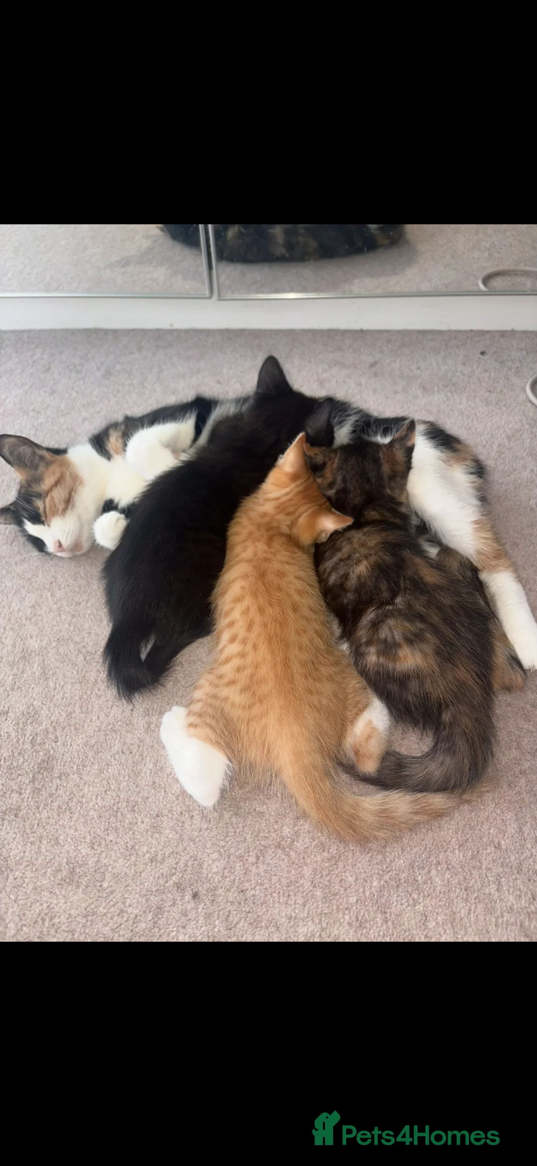 Domestic Shorthair cats for sale: Kittens ready now  - Advert 1