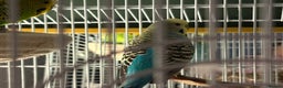 Budgerigars birds for sale: 2 budgies for sale - with cage included if needed  - Advert 3