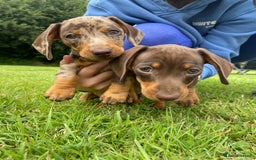 Miniature Dachshund dogs for sale: 5 KC registered smooth coated miniature dachshunds - Image 2