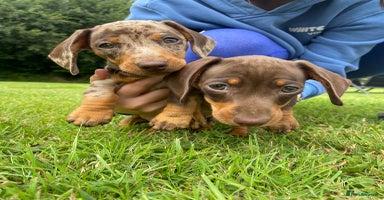 Miniature Dachshund dogs - Advert 12