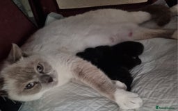 Mixed Breed cats for sale: Beautiful Mixed British Shorthair Kittens - Image 11