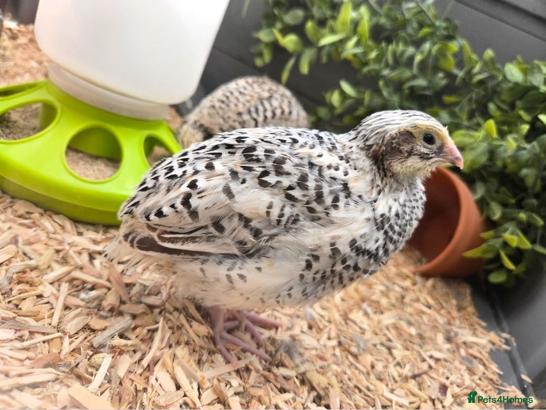 Quail poultry Coturnix Quail Roo - Advert 4