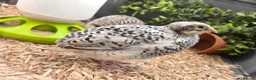 Quail poultry for sale: Coturnix Quail Roo - Advert 1