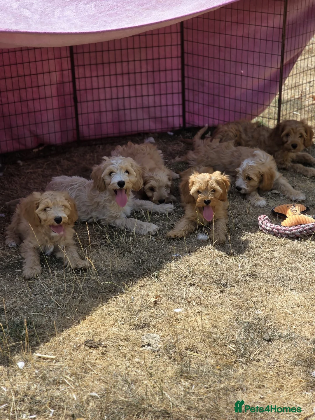 Cavapoo dogs for sale: Quality,Home reared cavapoo puppies - Advert 18