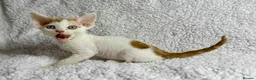 Devon Rex cats for sale: GCCF registered Devon Rex - Male and female - Advert 8